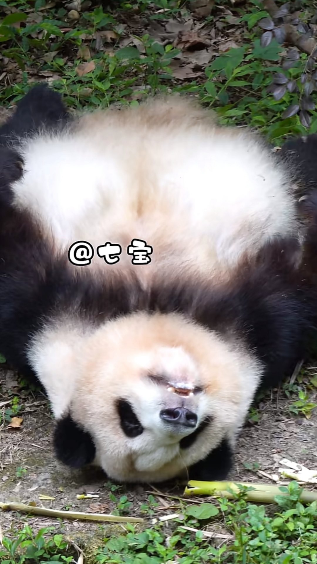 肚肚逼人 