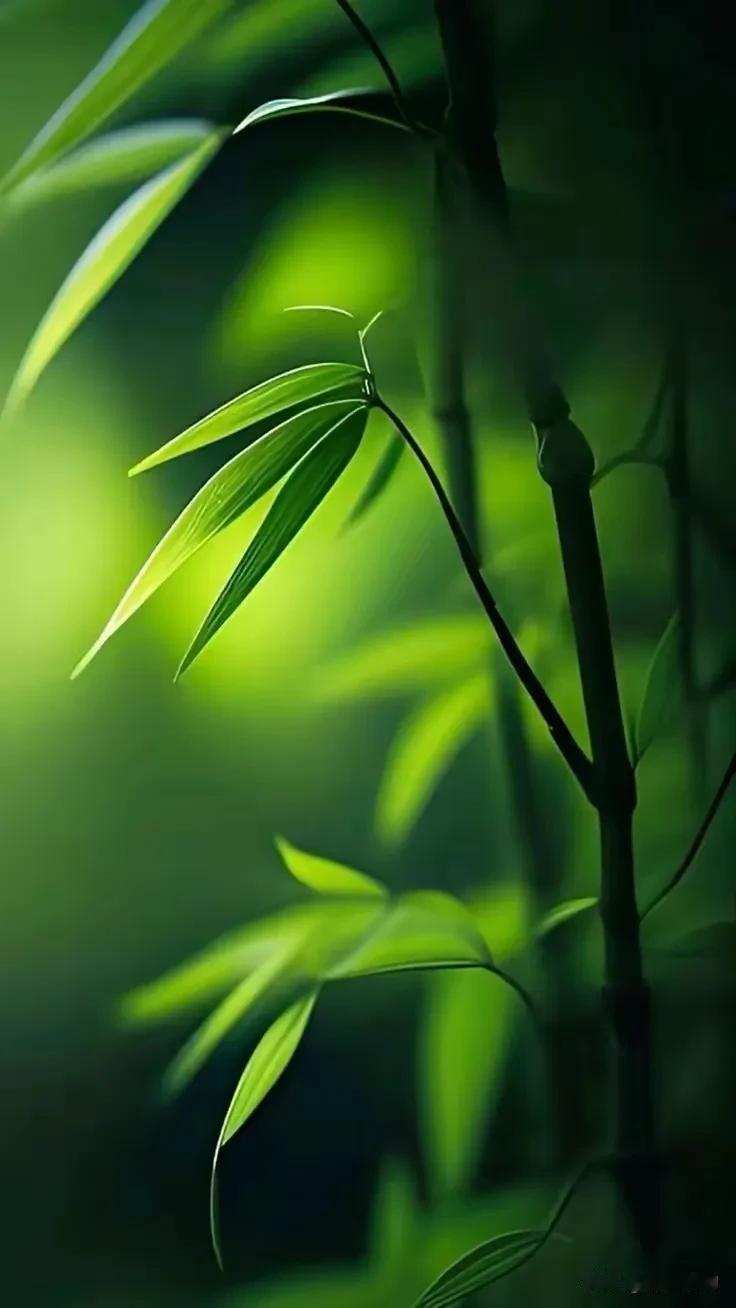 竹影摇曳，清风拂面。时光悄悄流转，脚步轻轻向前，穿过一月的凛冽风寒，迎来二月的春