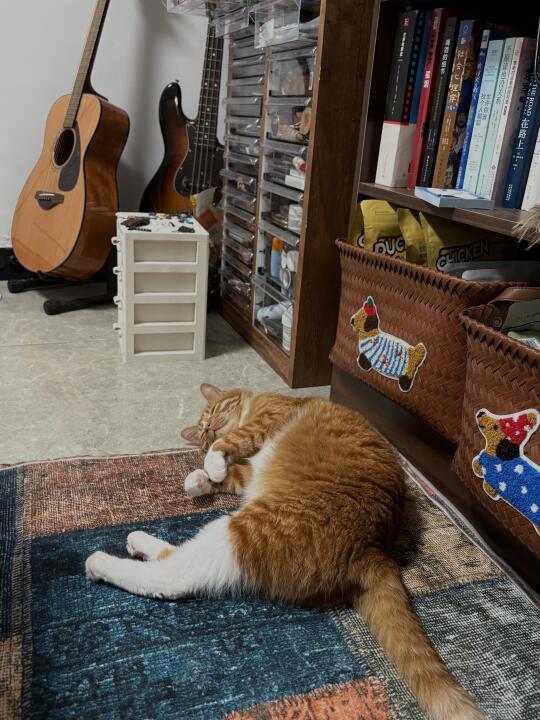 日常骚扰小猫全过程
