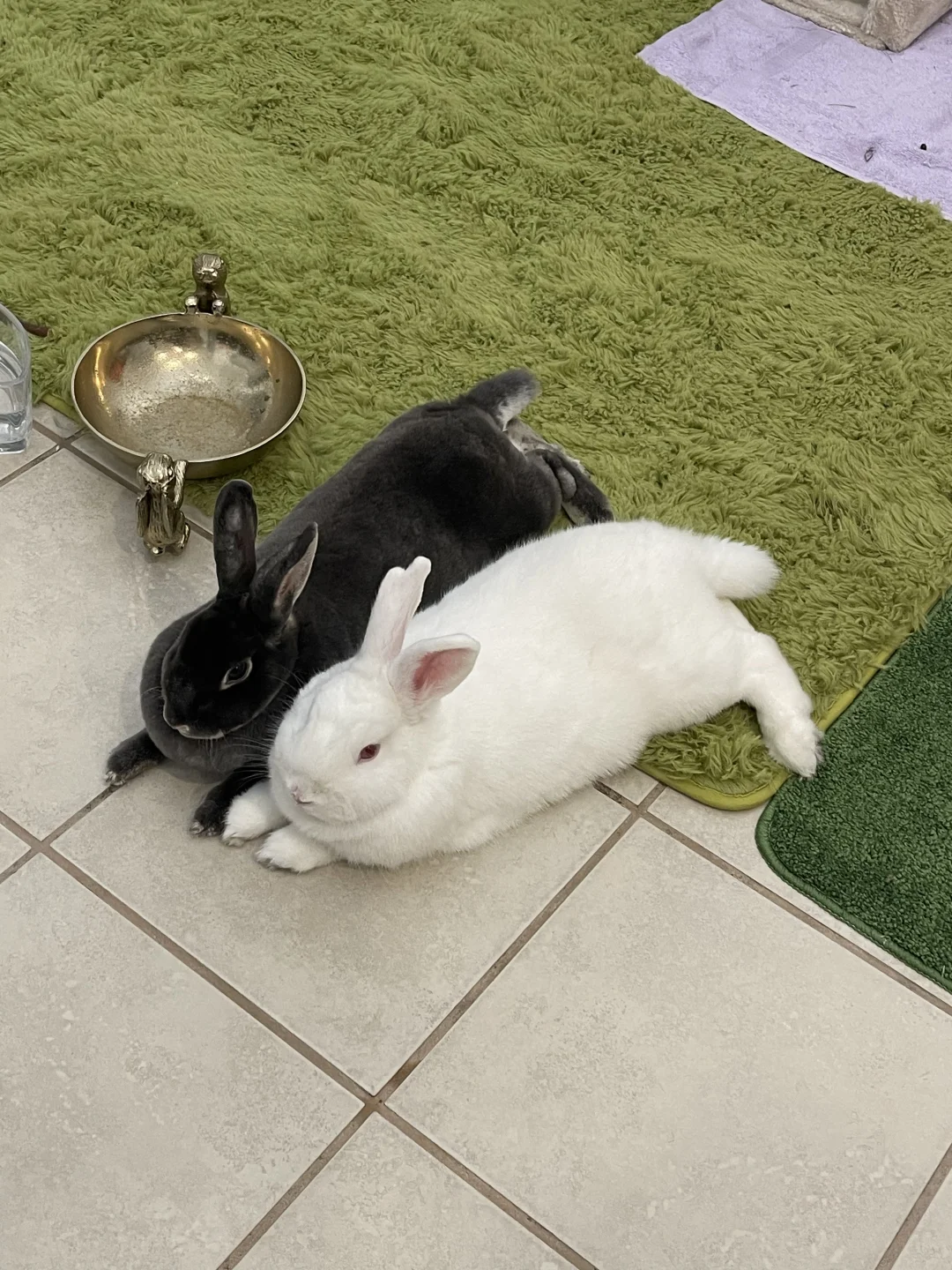 兔兔日常🐰