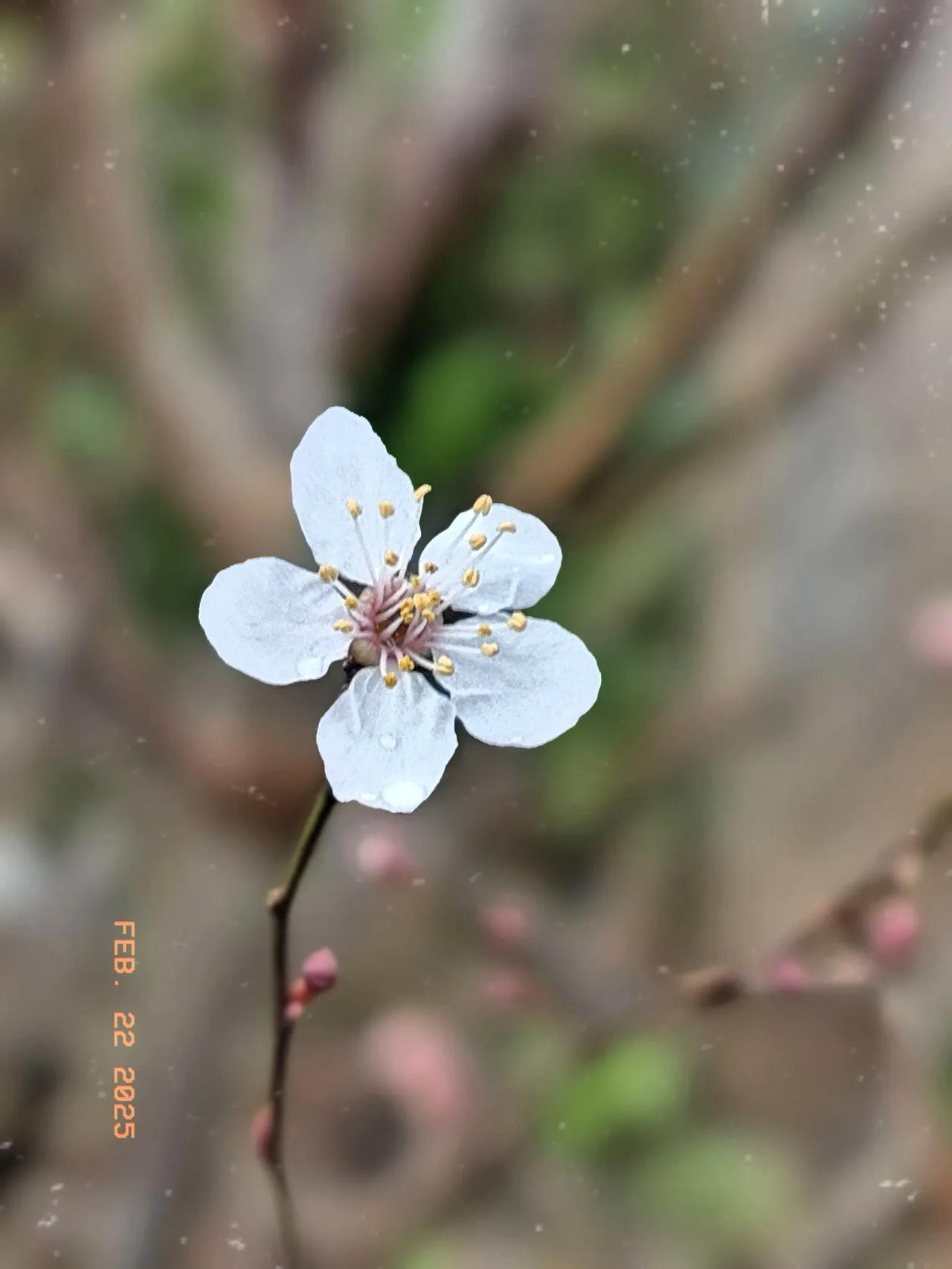 分享手机里的花花草草