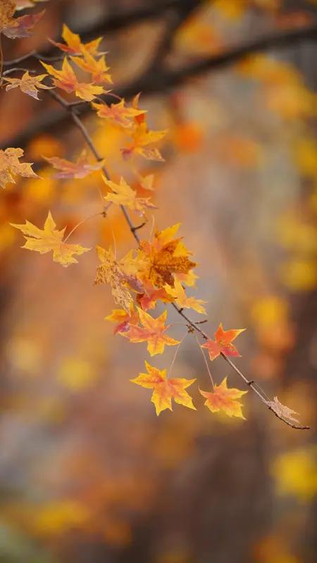 晚秋的枫叶，带着渐渐褪去的鲜红与橙色，展现出一种成熟而温暖的韵味。树叶在微风中轻