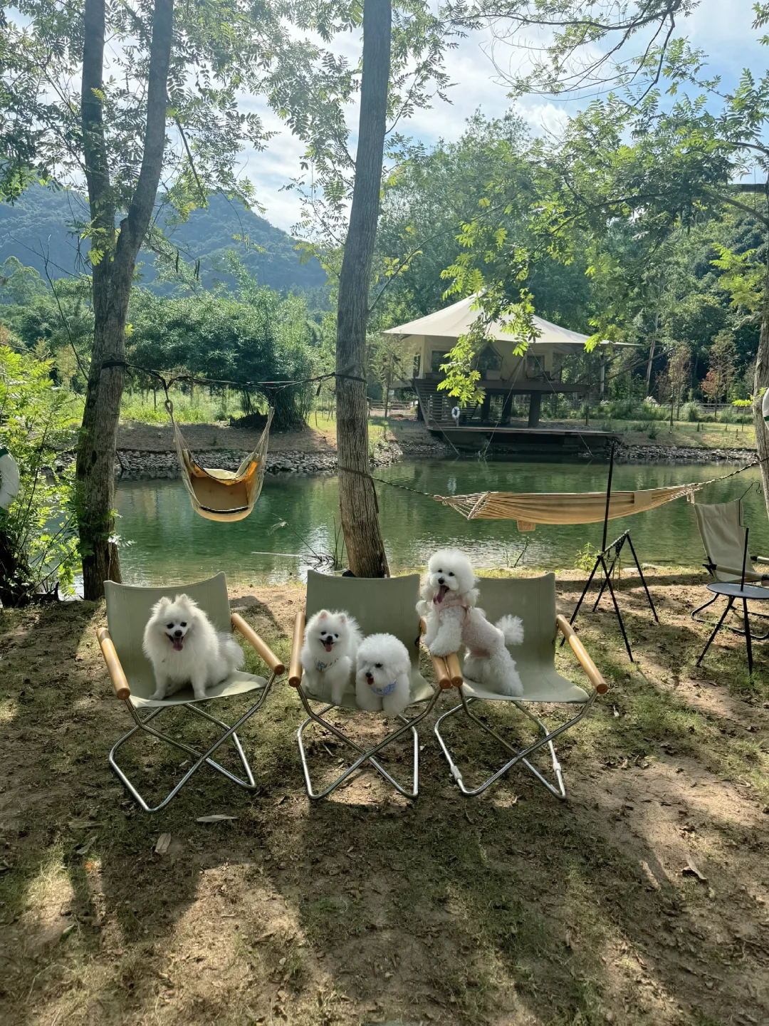 带狗子们坠入荒野⛺️