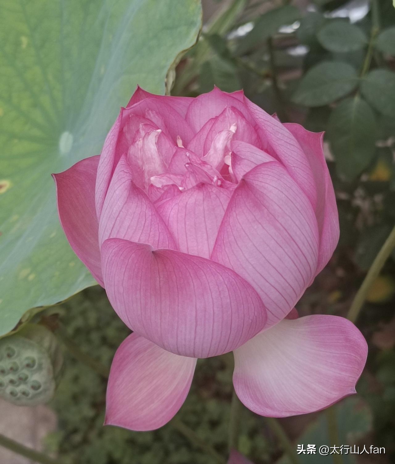 庭院带苞开放的荷花
层层粉瓣晕开柔和胭脂色，脉络细腻温婉，衬着翠叶与青莲蓬，夏日