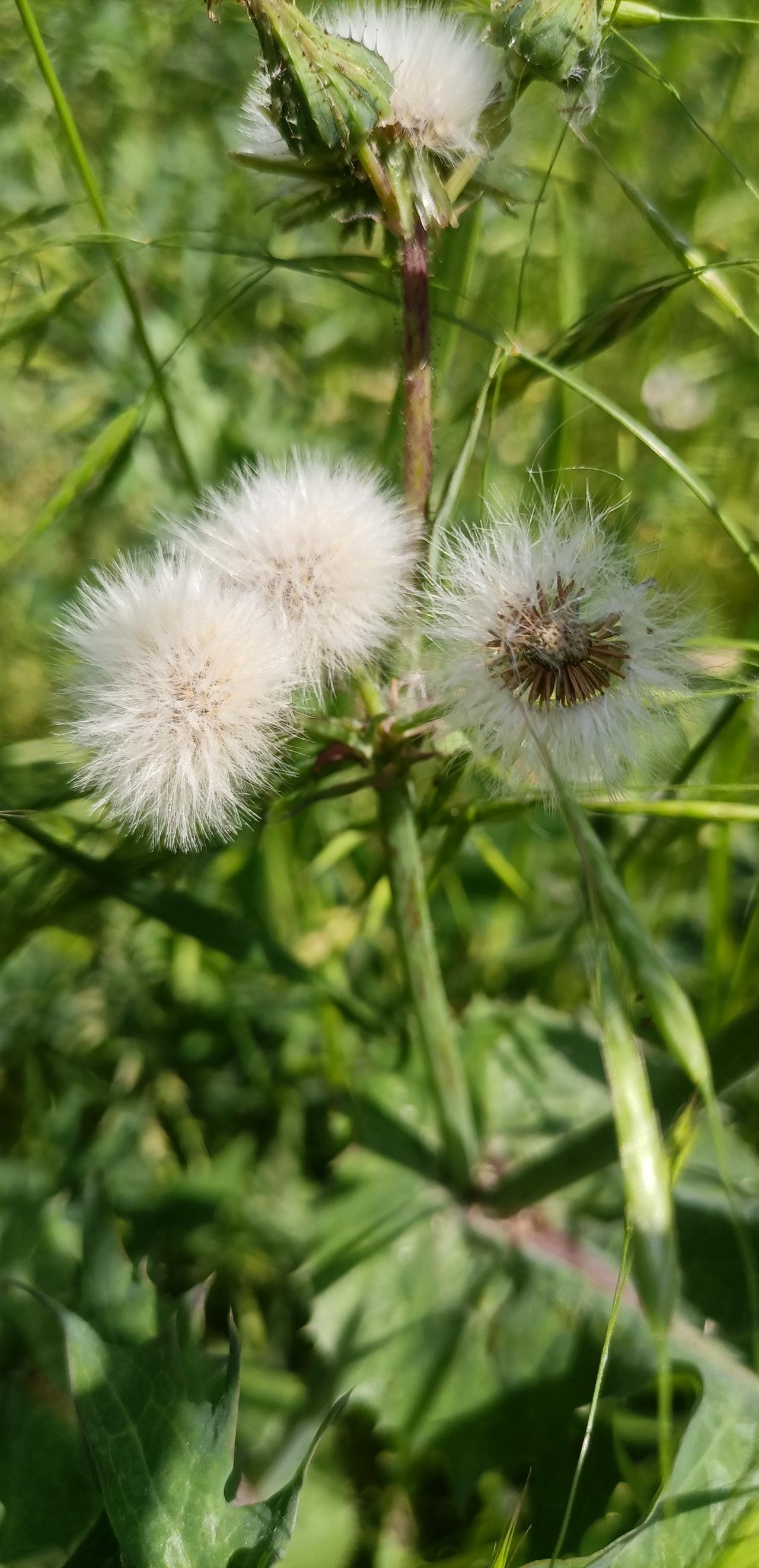 【夏之韵·苦菜花的夏天】分享一张随手拍
红色经典电影《苦菜花》，虽然讲的是抗日战