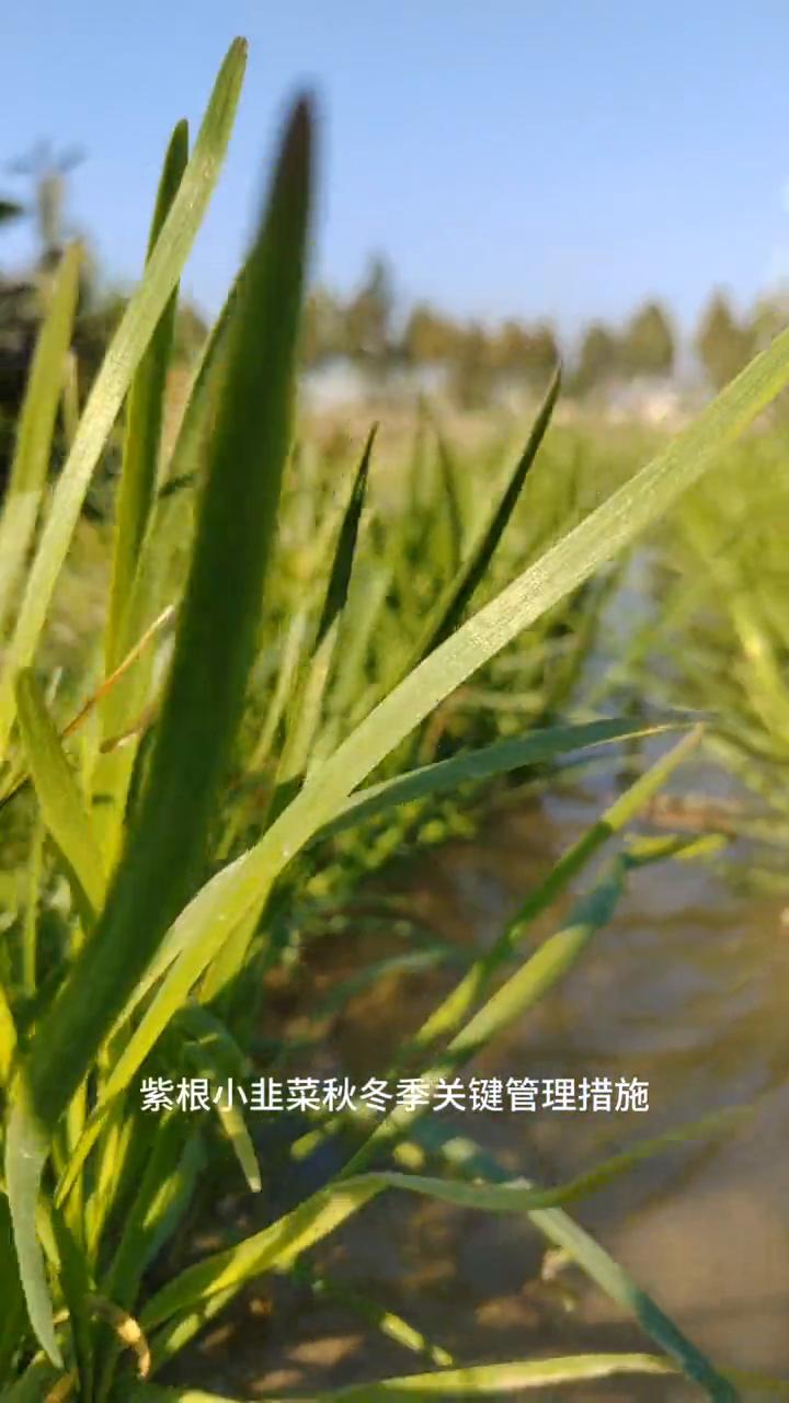 紫根小韭菜秋冬季管理措施。
紫根小韭菜秋冬季关键管理措施：
·1、施肥方面，施足