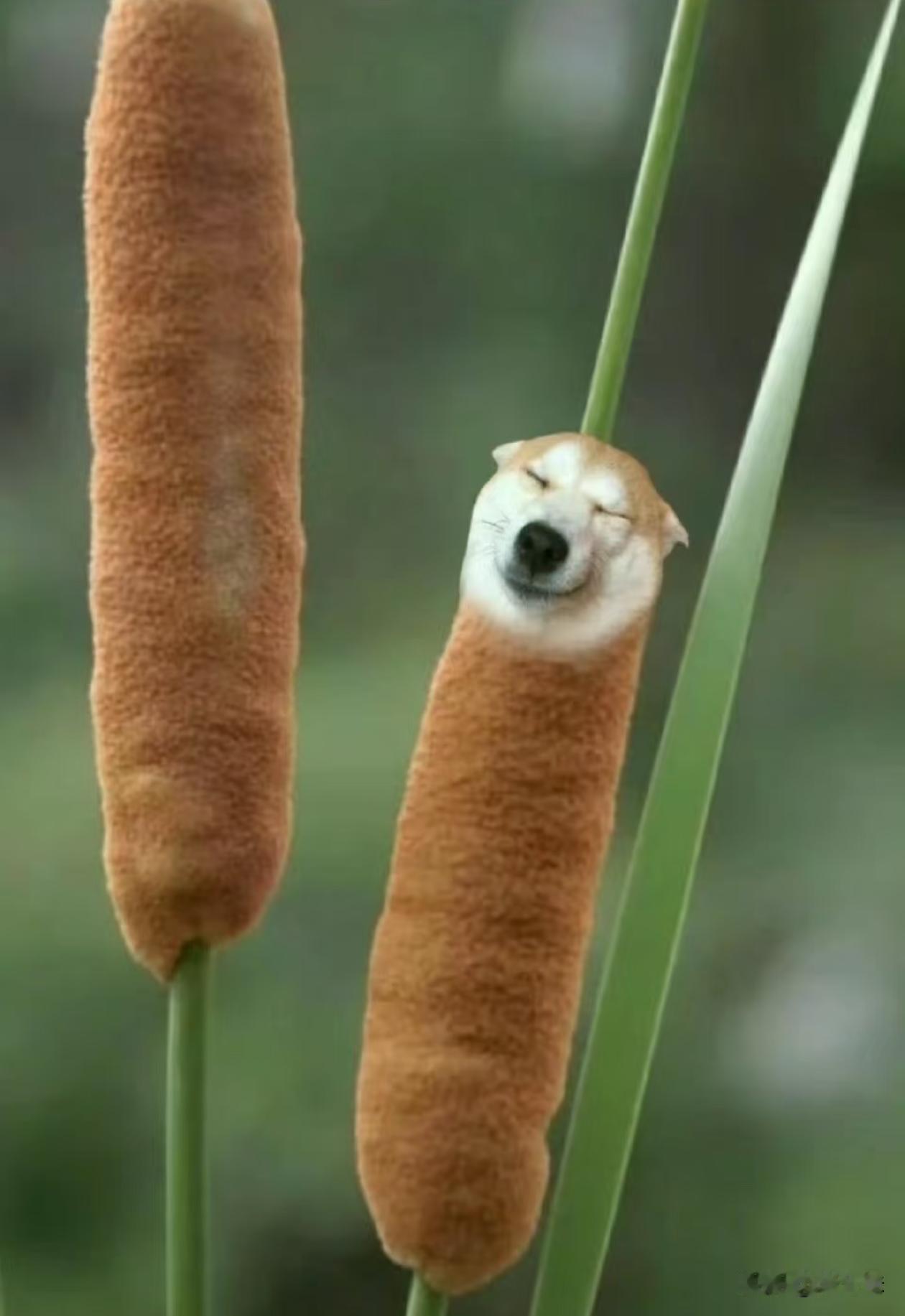 这是什么植物？