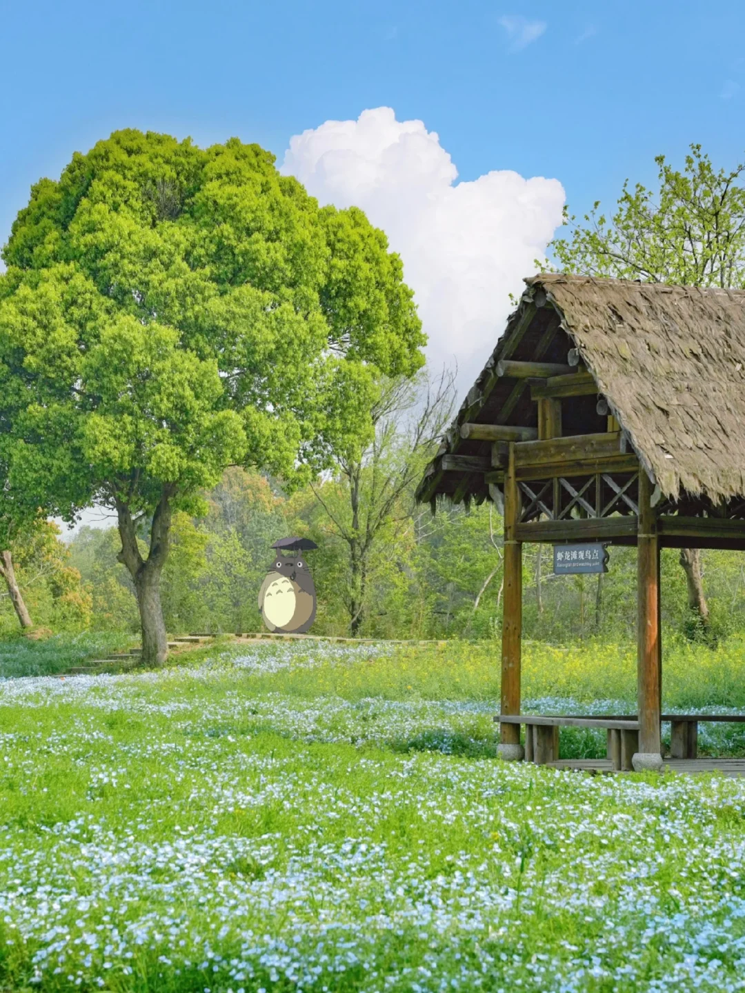 闯入宫崎骏的春天‼️杭州蓝色花海💥超好拍