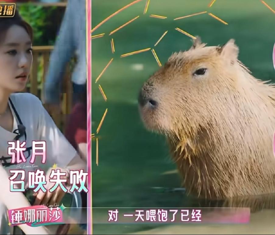 陈瑶身上真的有什么奇特的气质，很招小动物喜欢，她和张月张慧雯者来女去动物园玩，张