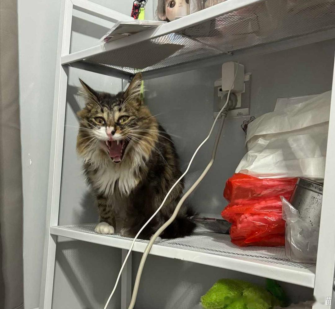 49524【心灵丑外表也不好看】把我架子上的一堆东西全部推了下来还在得意 