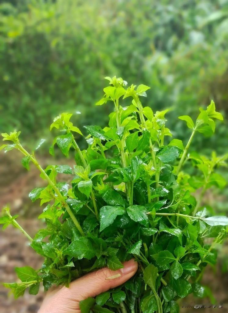 突然接到老板的电话，她说喉咙痛，想吃恩平簕菜鲫鱼汤，之前定好的餐厅不去了，要我帮