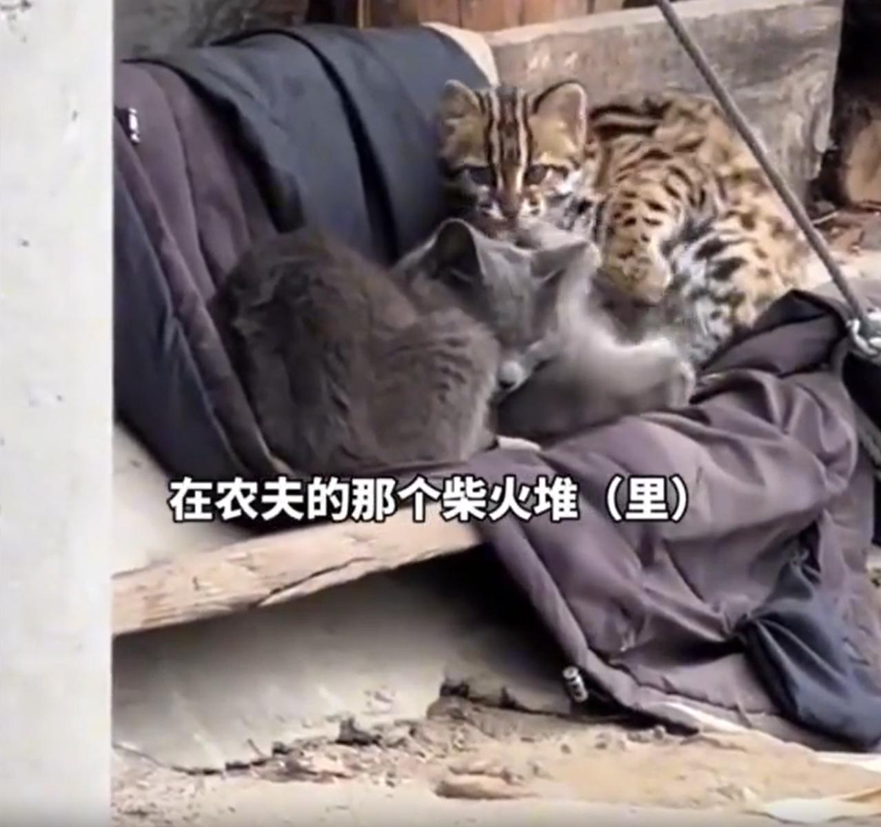 “太神奇了！”四川凉山，一男子爬山时路过一户农家，无意间往柴火堆里瞥了一眼，发现