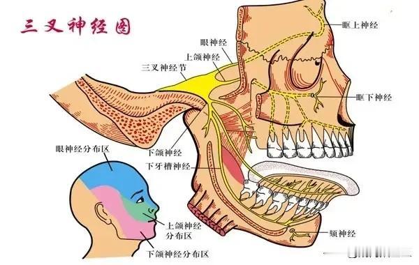 #三叉神经痛是一种什么疾病?#
三叉神经是由大脑直接发出的第五对脑神经。主要负责