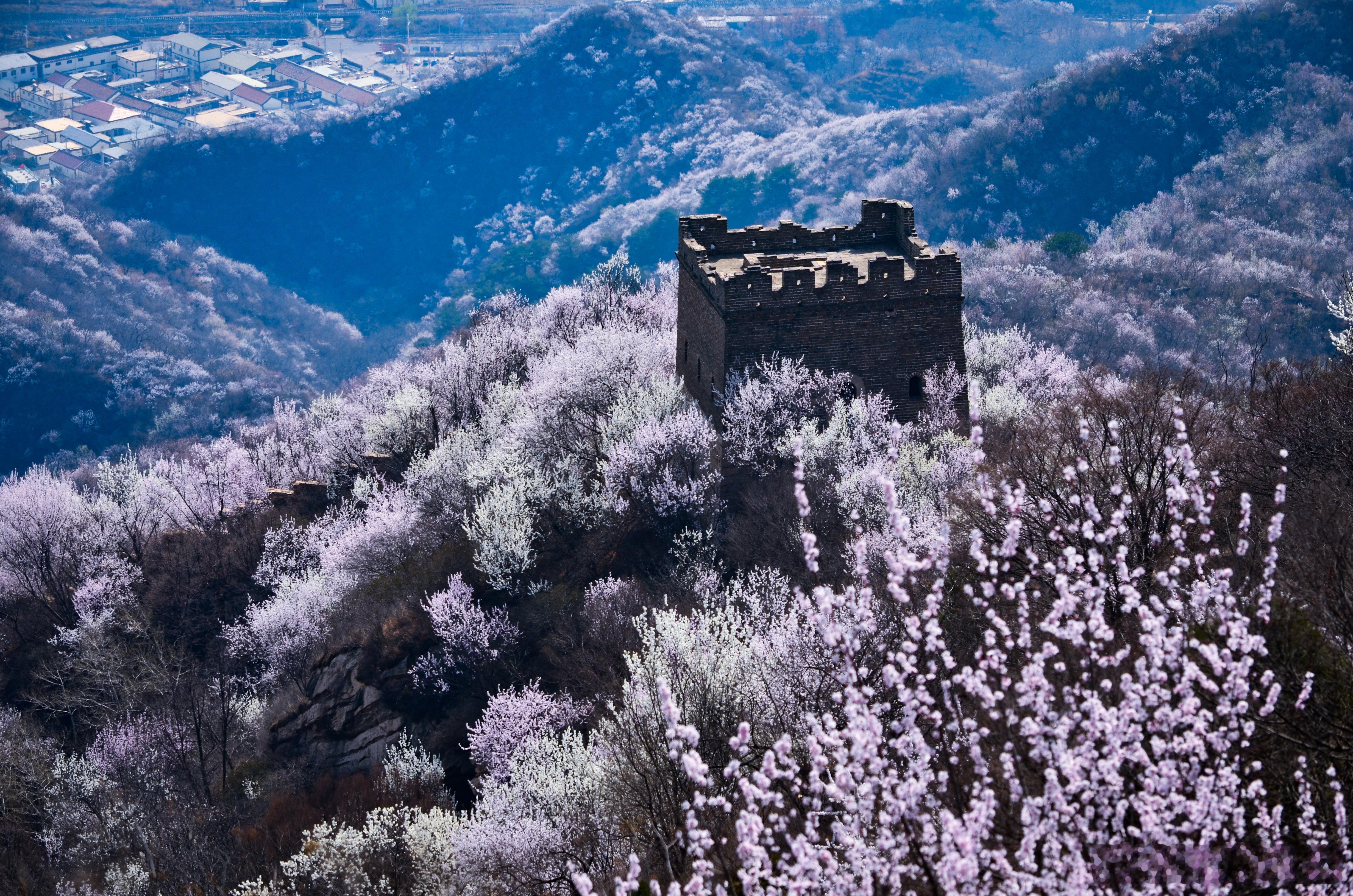 春日山花烂漫，最美山野之四座楼山。摄影​​​