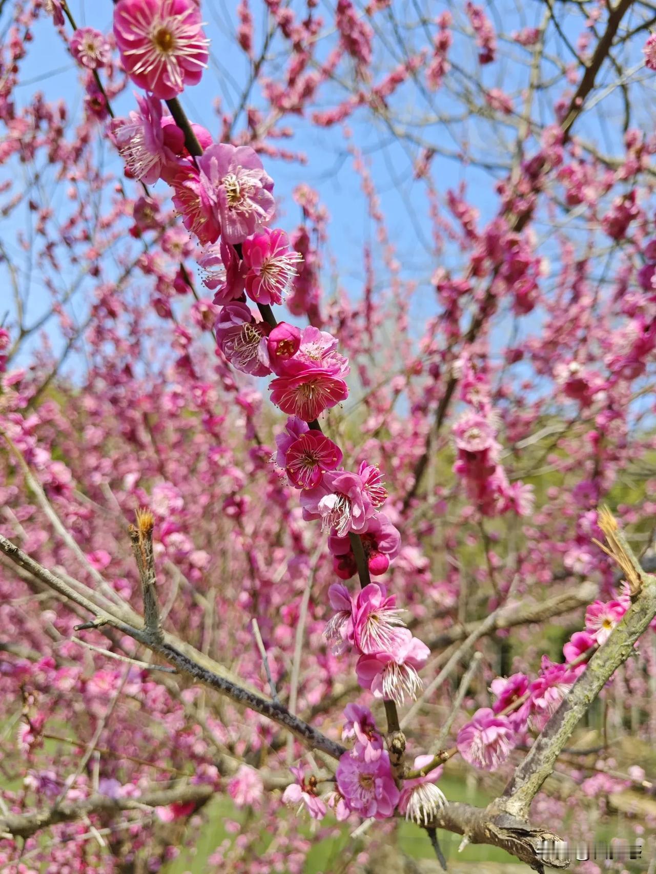 春日赏梅好时节