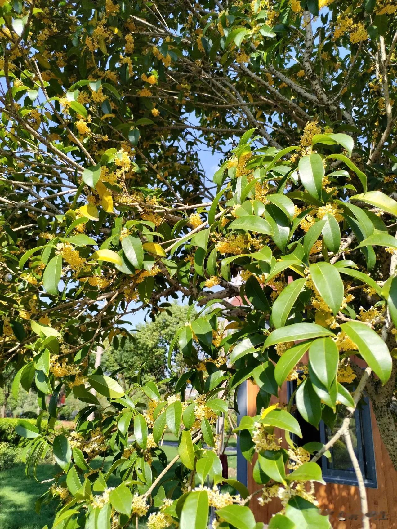 桂花年年香，今年今更浓。