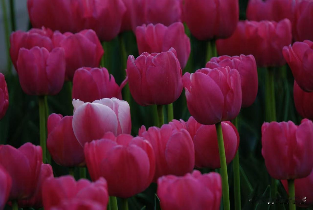 在拍郁金香的时候，发现在红色的郁金香群里掺杂了几个白了头的郁金香。感觉就像我的花