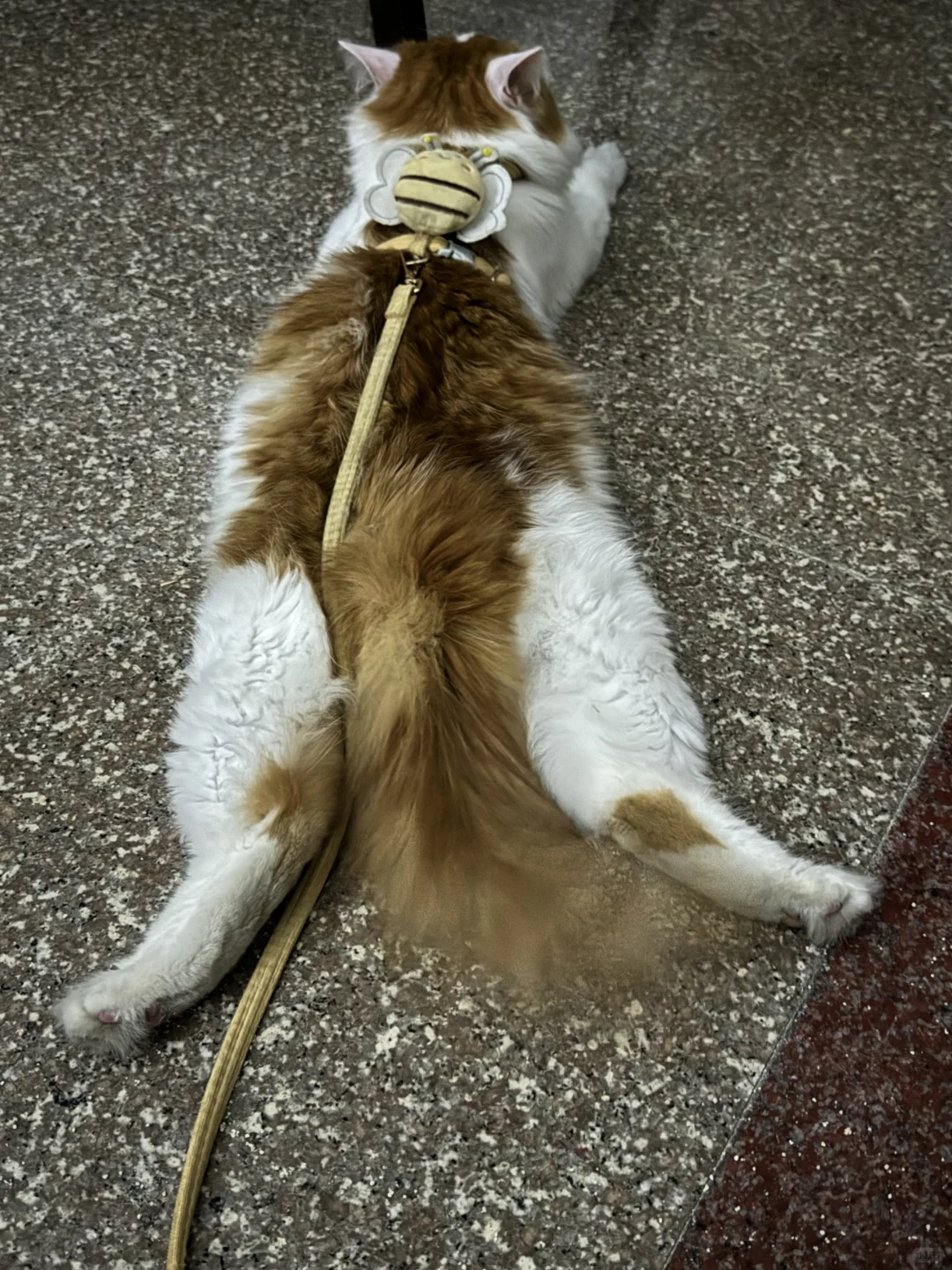 溜猫的时候是小狗，回家就变成板鸭