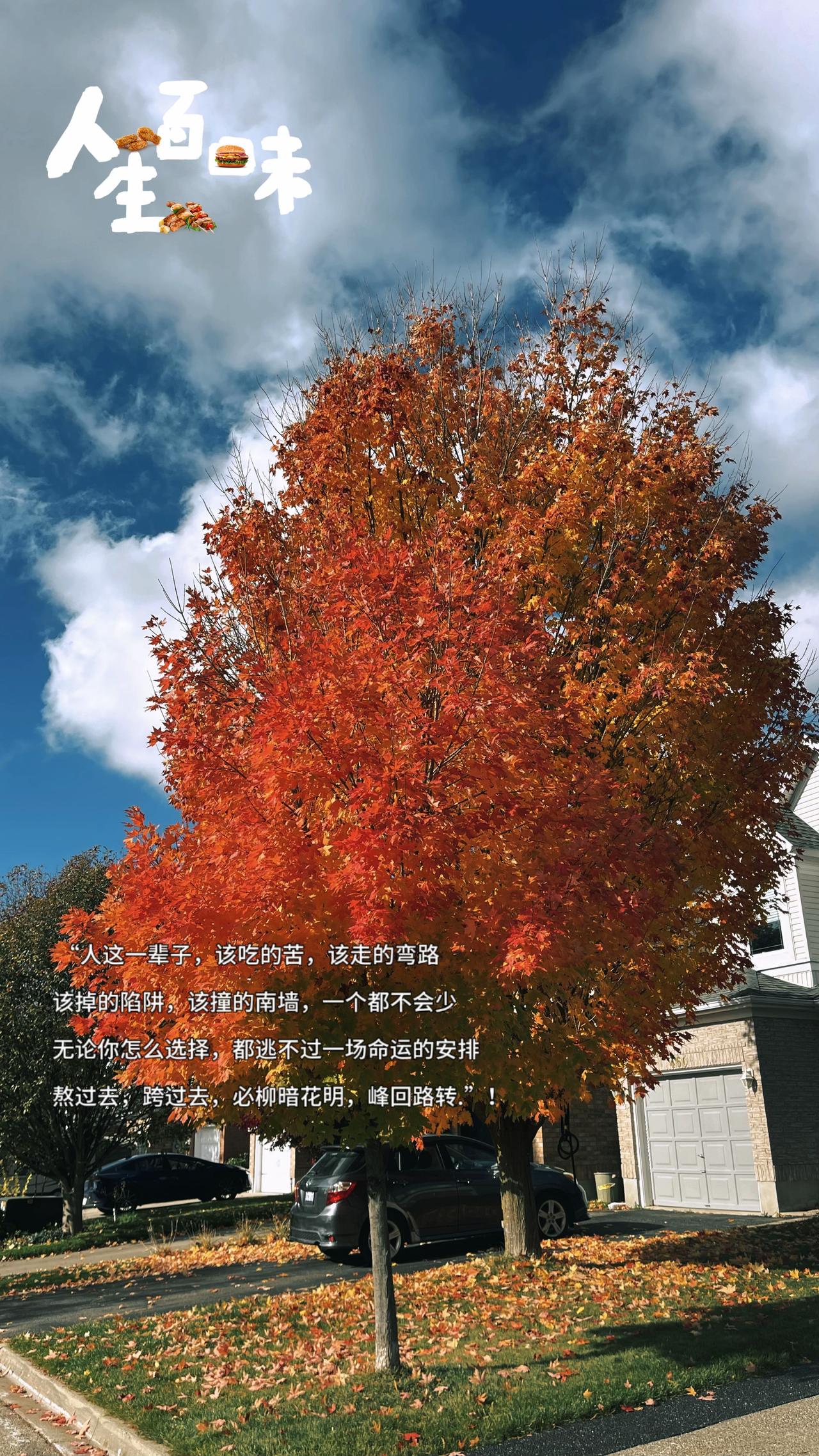 枫叶🍁