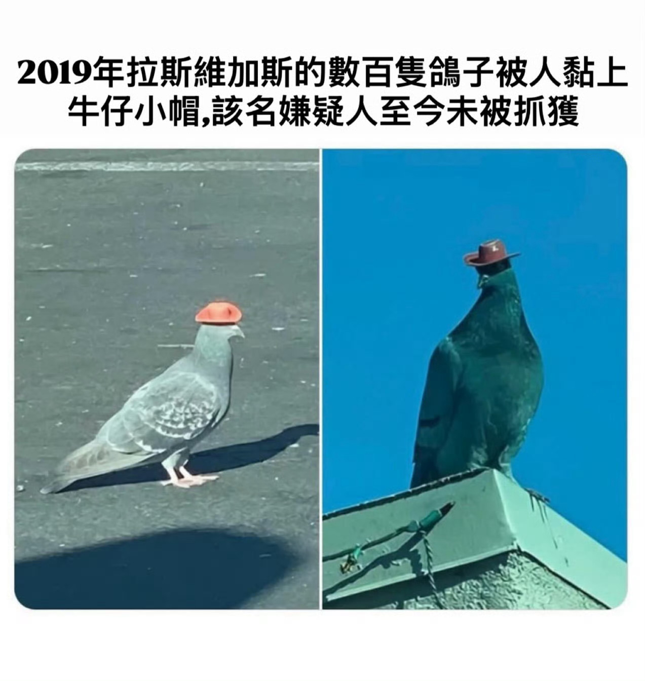 没抓到嫌犯，但抓到流行趋势meme
