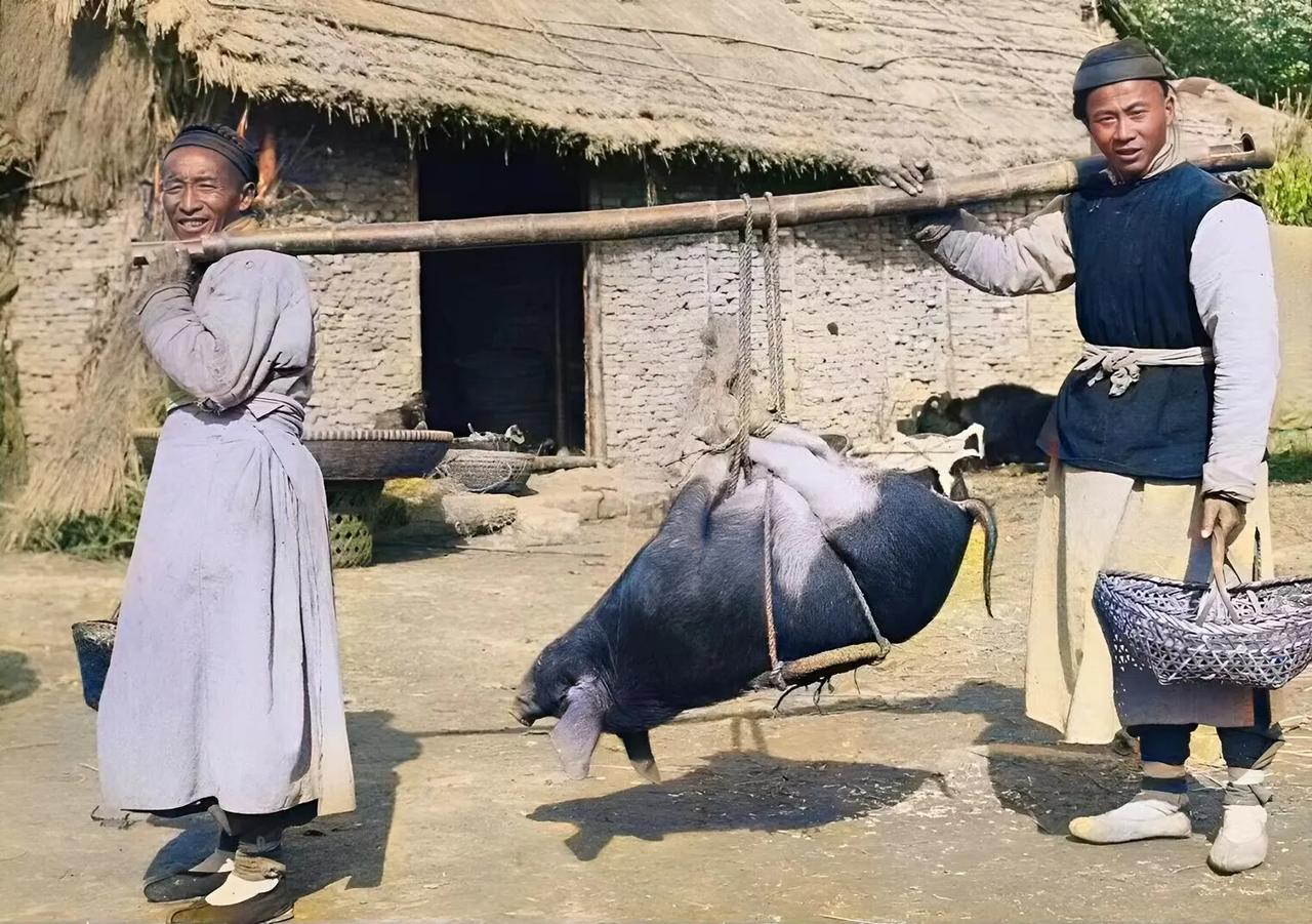 1900年，父子抬毛猪到市场上售卖。这张照片AI色彩还原非常到位。分享老照片故事