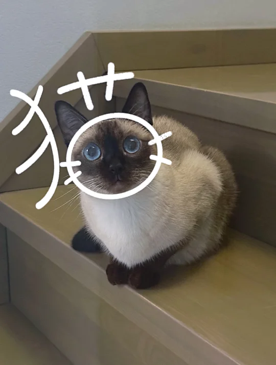 看看你家小猫咪