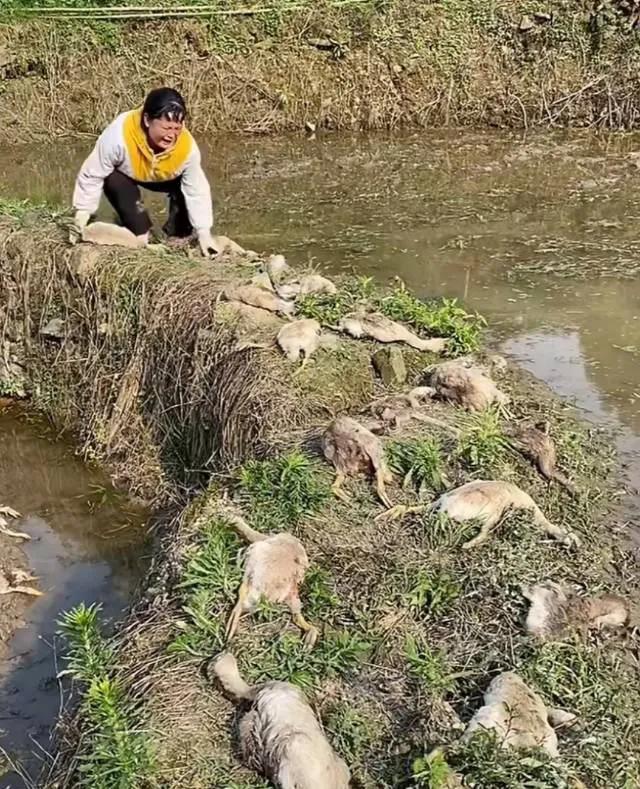 这年头干啥都不容易，记得以前有人讲过农村：如果有人靠承包鱼塘养鱼发家了，那么多半