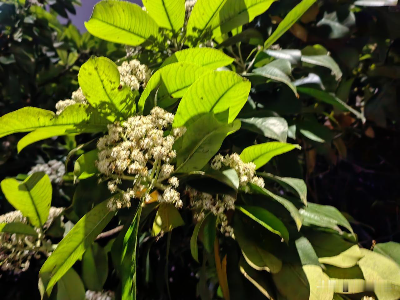 今天晚上没有下雨，天气好极了，我来到洋湖湿地公园里跑步。公园里灯火璀璨，沿途的景