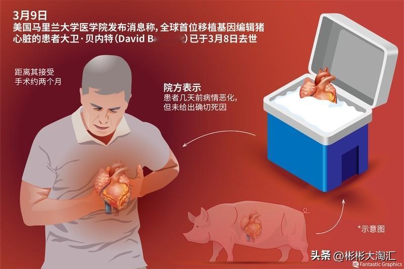 美国马里兰大学医学院给一位57岁男性移植猪心脏，这可是人类历史上首例转基因猪心脏
