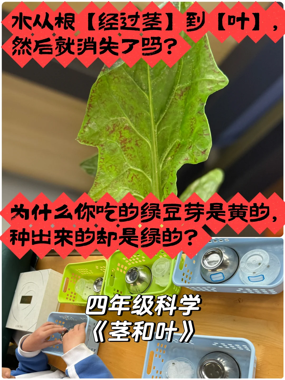 把植物【各部位】的【生命活动】串起来！