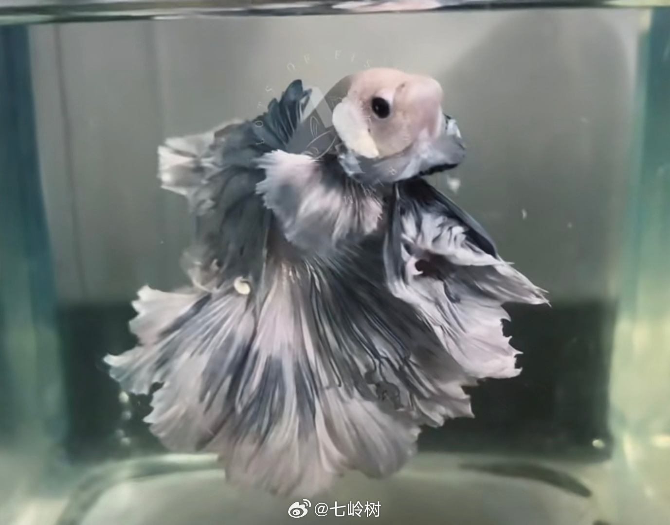 蕾子也特别好看她这身特别像条黑白斗鱼蓬蓬的裙摆尤其像斗鱼轻纱堆叠的尾巴挺不好穿的