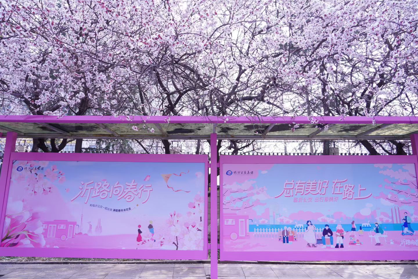 2026全国寻春地图 春天，赴一场不约而遇的浪漫！这里是临沂最美公交站牌，樱花树