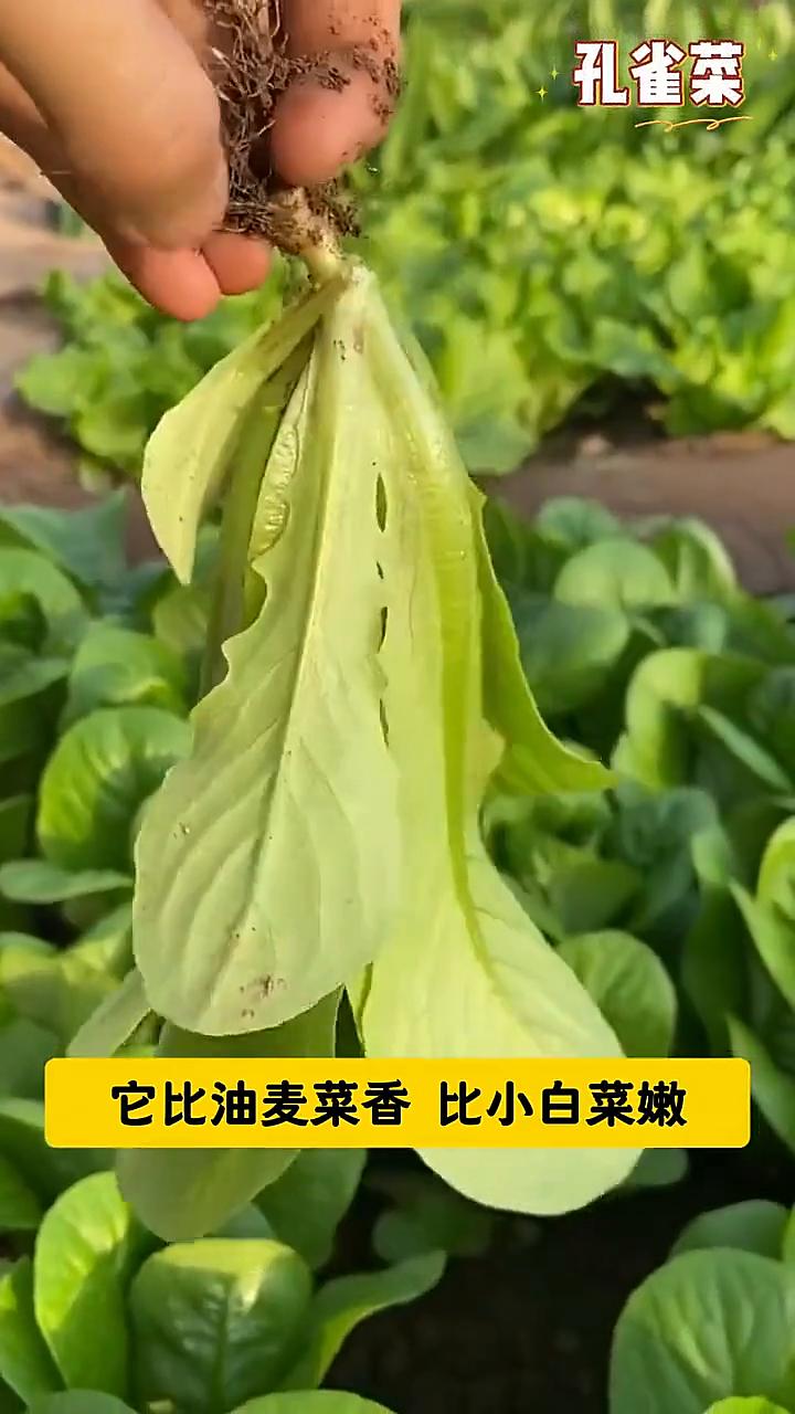 孔雀菜。
这个菜可别种多了，因为种了它家里人都不爱吃其他蔬菜了。它比油麦菜香，比