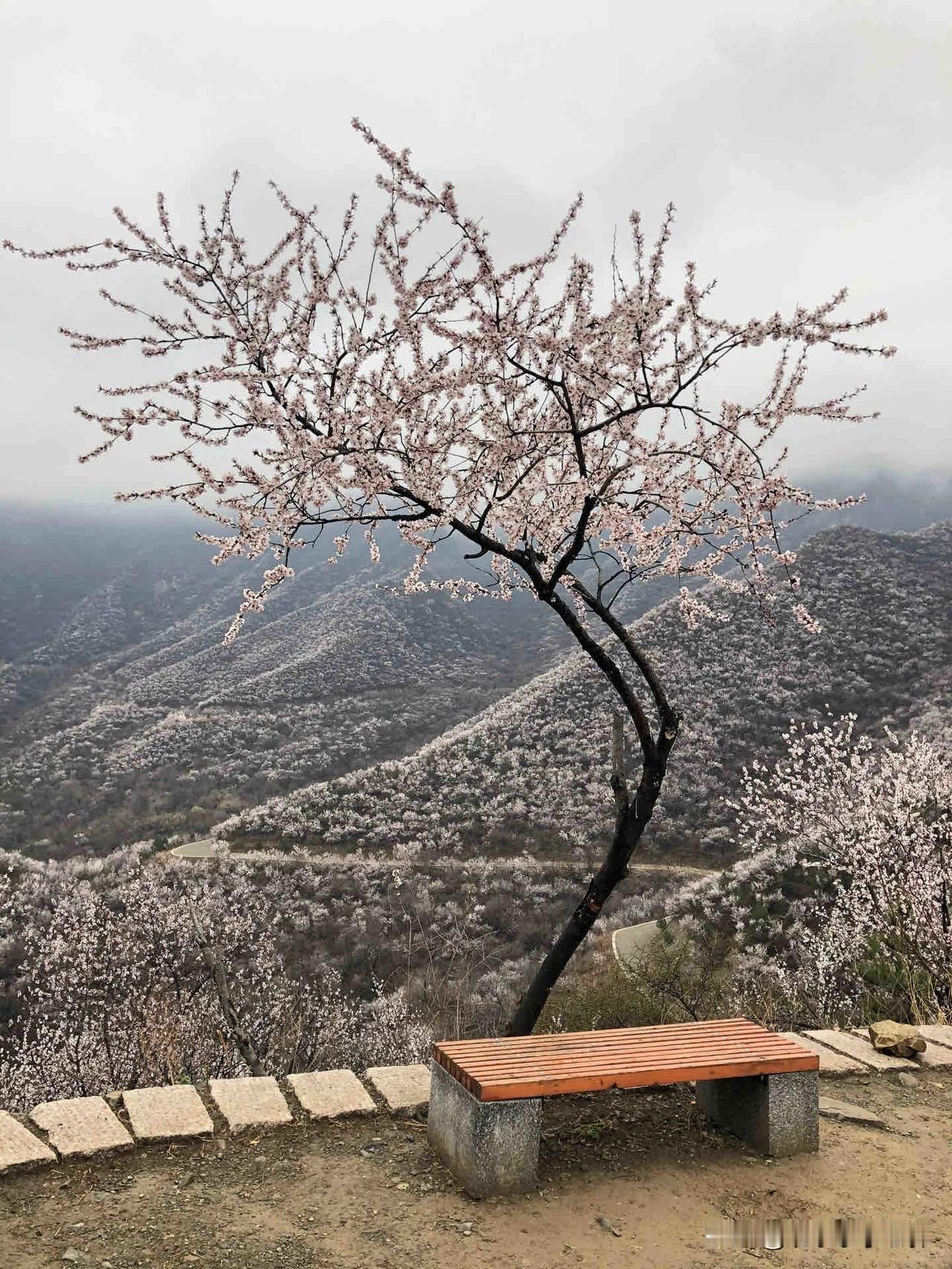 北京春日十大周边游（33）：和孩子一起收藏这份春天专属浪漫吧！
再过一周，北京即