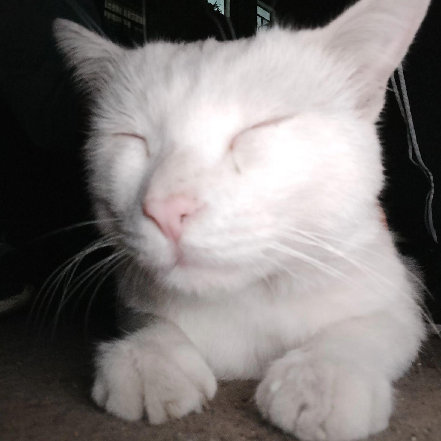 小猫咪怼脸杀视频 白猫