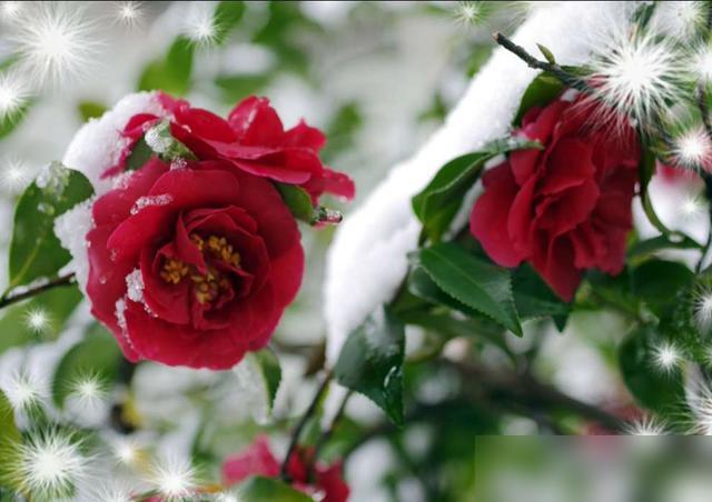 谁再说北方冬天院子只剩光杆树我跟谁急！朋友圈有花友吐槽冬天萧条，结果一群人怼——