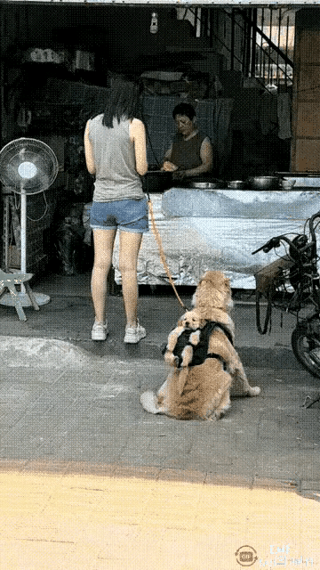 这么小就要出来赚狗粮钱，不容易阿，小金毛！
