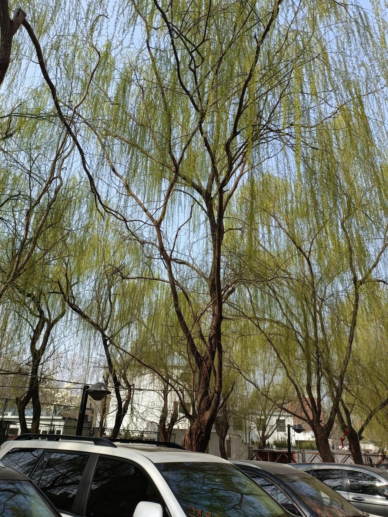 晒图笔记大赛小区里的垂柳已发出嫩芽，很快就会枝繁叶茂