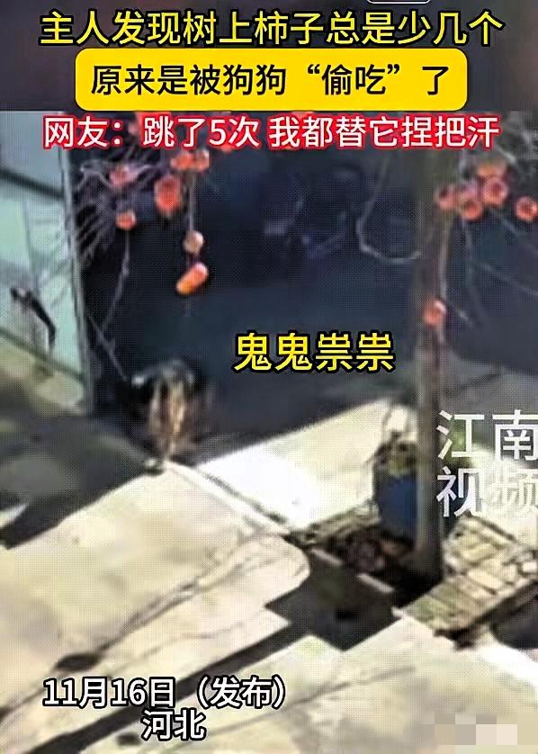 河北大姐家的柿子树也太“惨”了！果子天天少还不见掉地上，装了摄像头一查，好家伙，