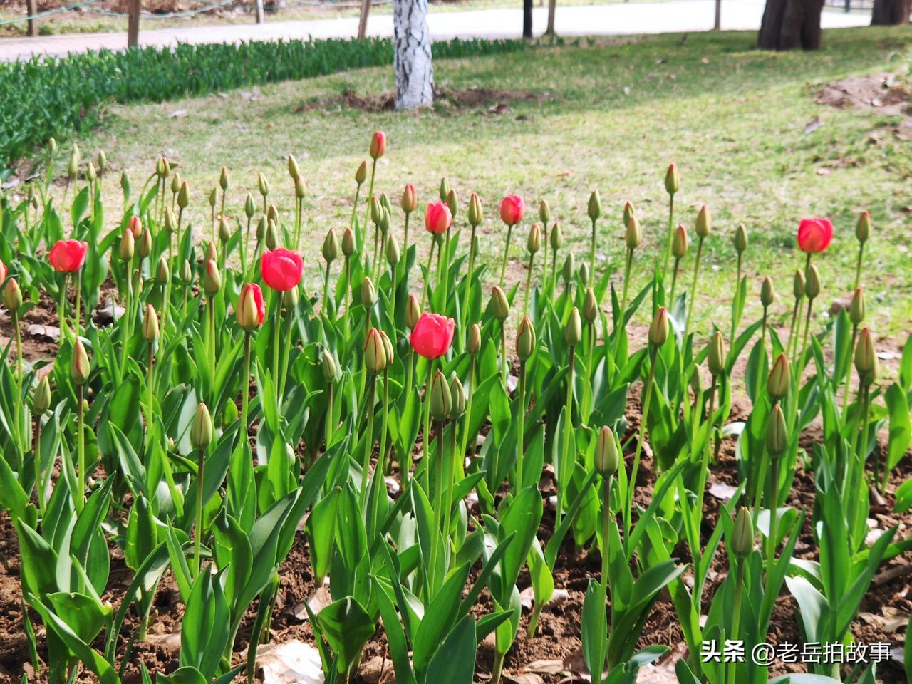 今天先说一个开心的，再说一个不开心的:今天上午在郑州人民公园游园，看到大多郁金香