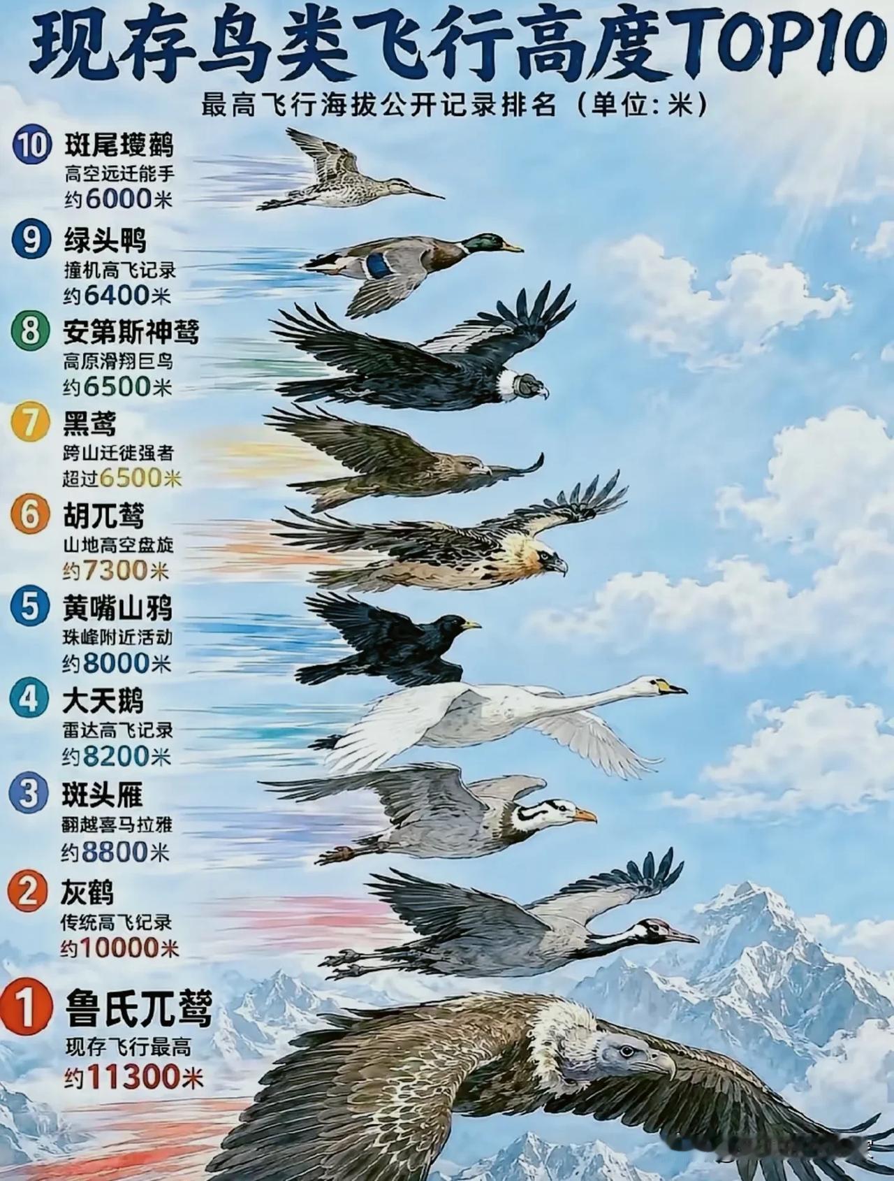 万米高空的“空中王者”！现存鸟类飞行高度TOP10！
 
很多人以为雄鹰就是飞得