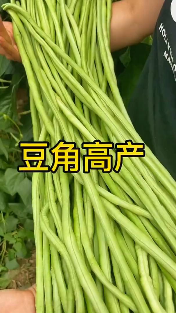 豆角高产。
不花1分钱豆角长到摘不完，其实豆角高产一点都不难，只需要做到这两点就