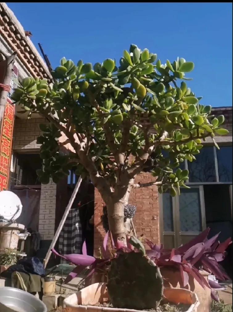 一生都在漂泊
身体时刻准备着移动
心灵像蒲公英的种子一样飘散全民任务开心果 秋全