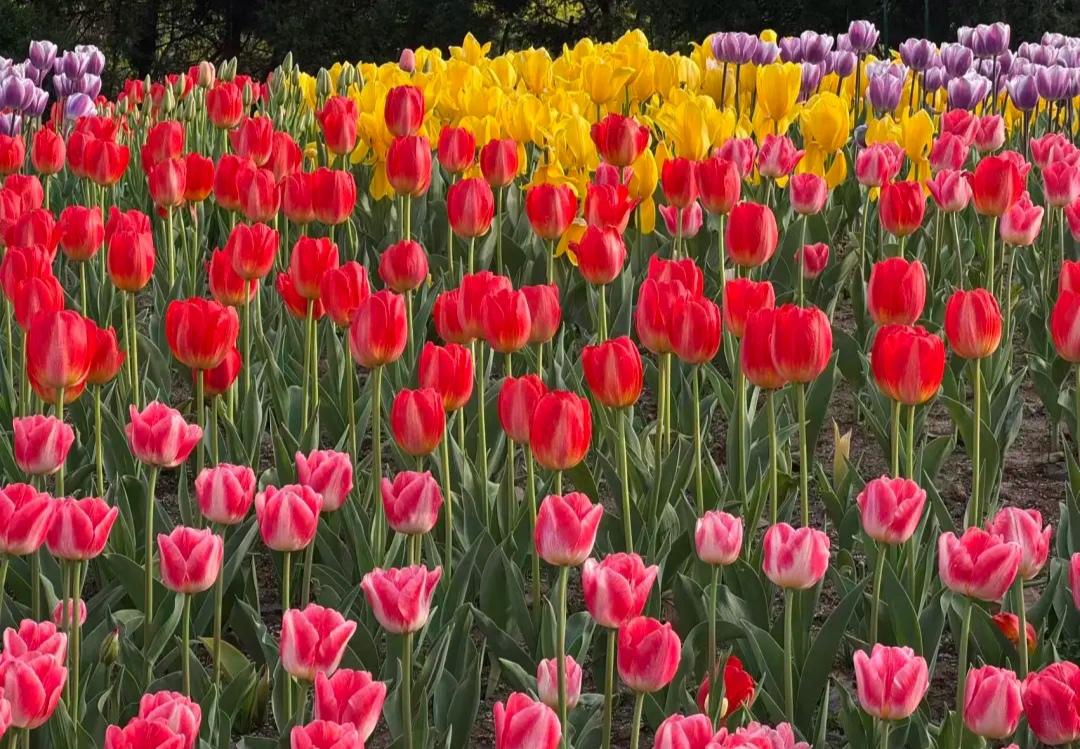 有没有漂亮的花朵图片吗