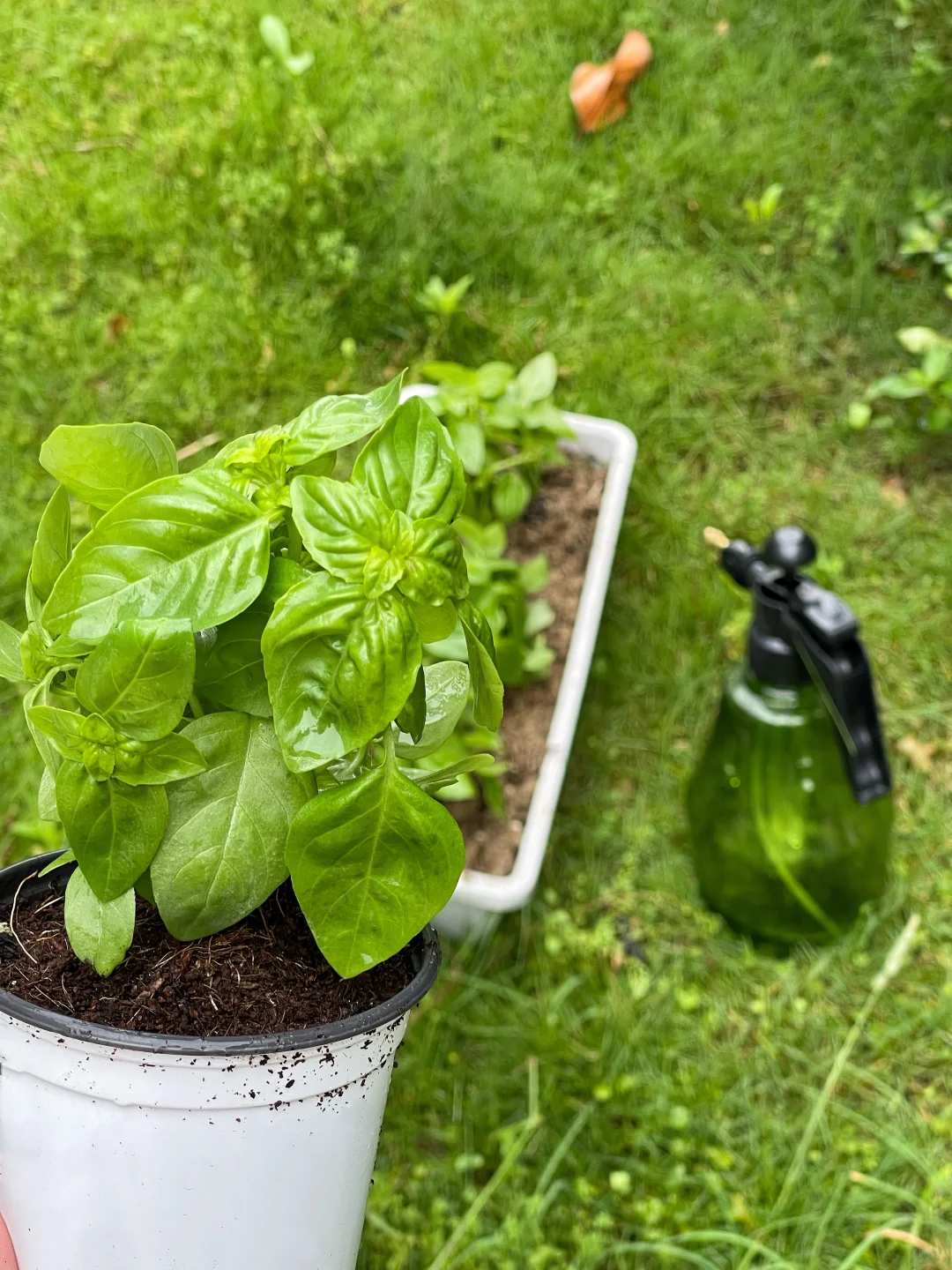 在一场大雨里，种植罗勒。
