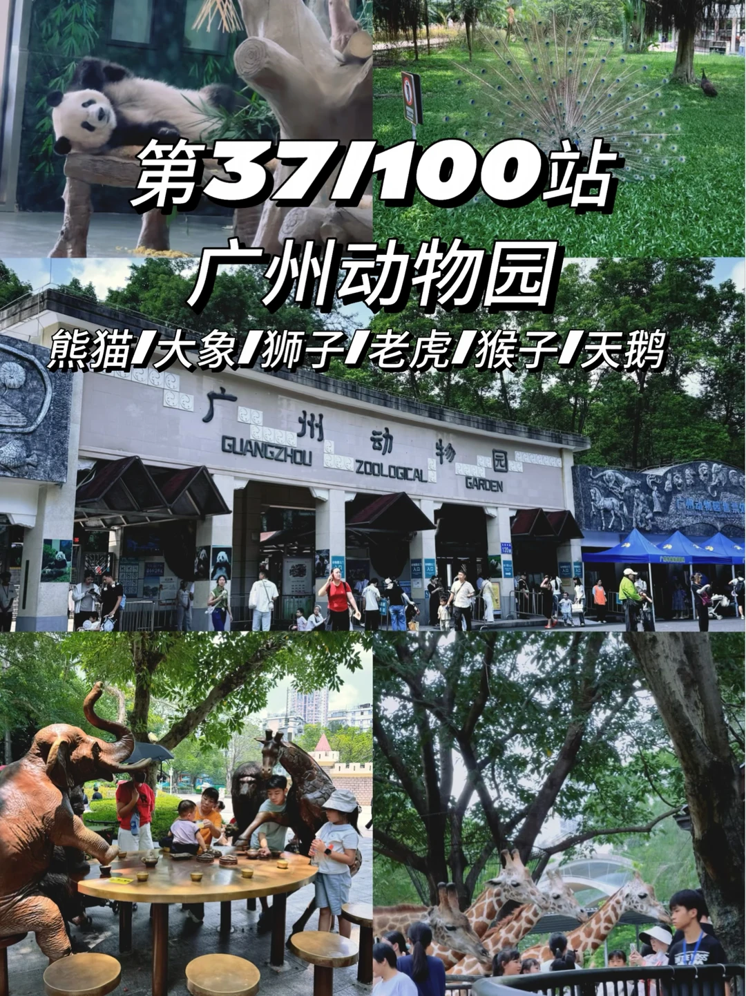 第37/100站遛娃圣地:广州动物园