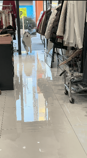 二哈告状！
进来被绊后，绕了一圈才意识到，有人绊了它一脚，反射弧好似有点儿长了。