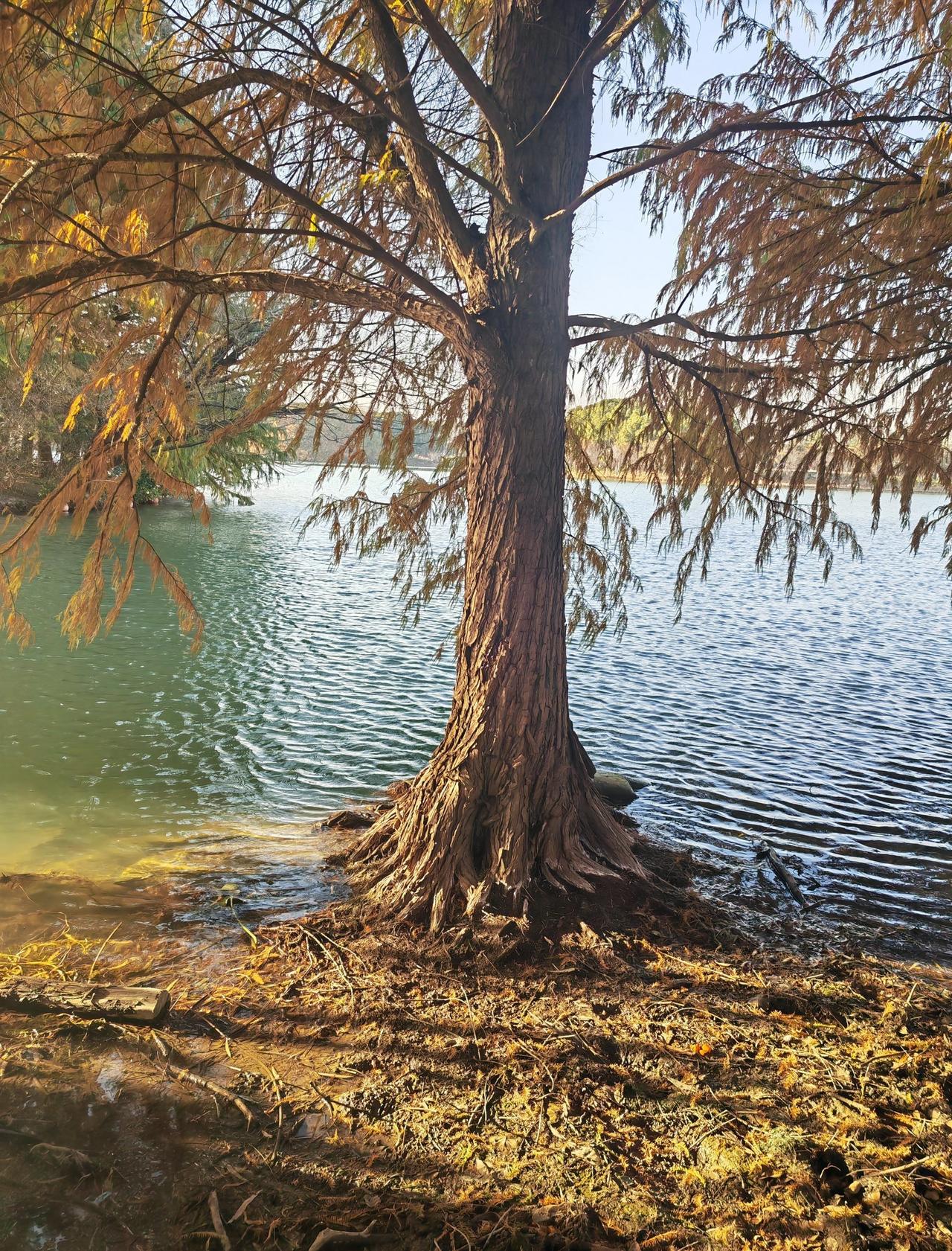 📍苏州 虎丘湿地公园
一棵树两棵树[狗头][狗头]