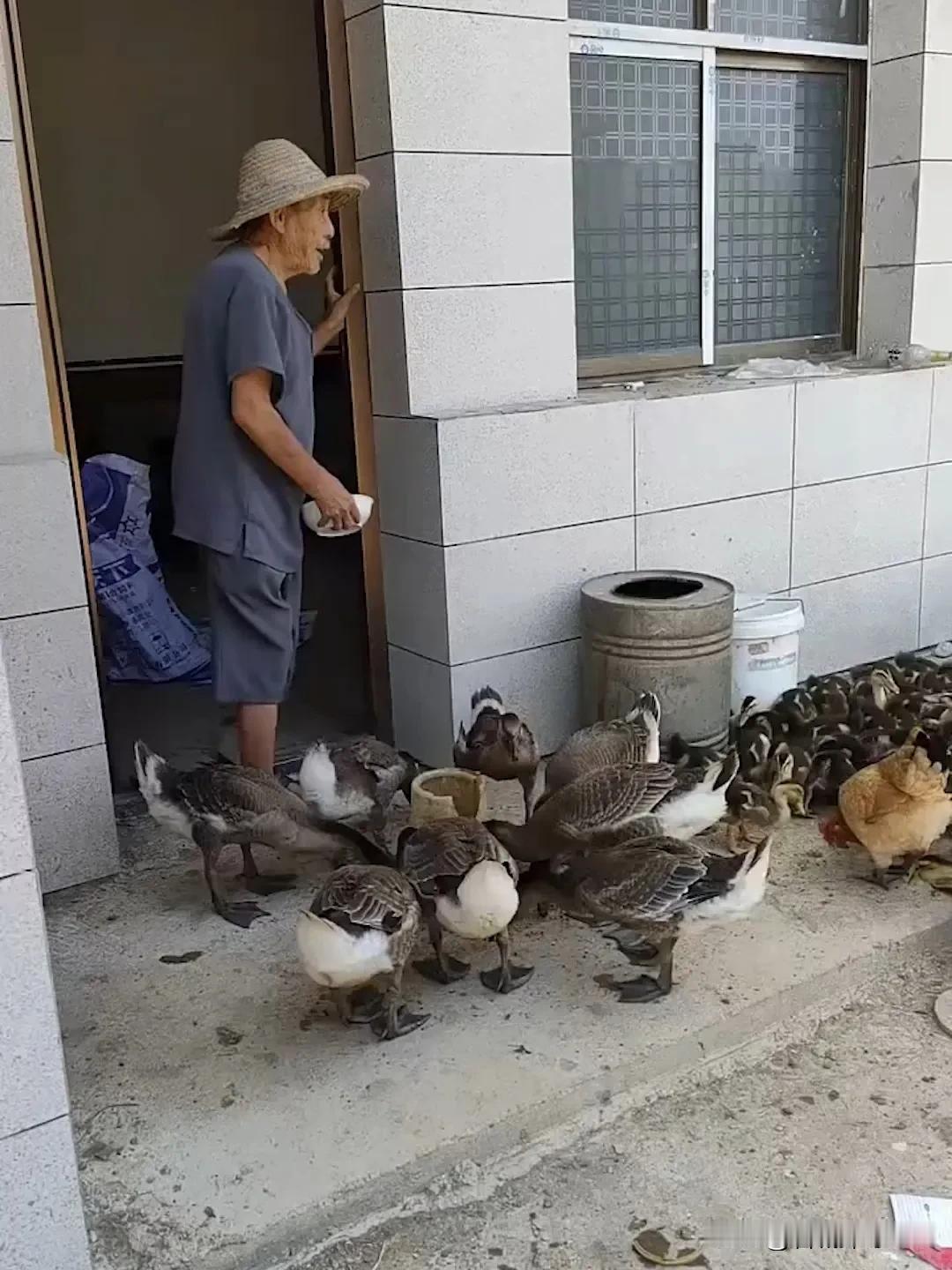 悲剧还是发生了！湖南，一老人为了打发时间，在自家院子里养了20多只鸡鸭，结果有一