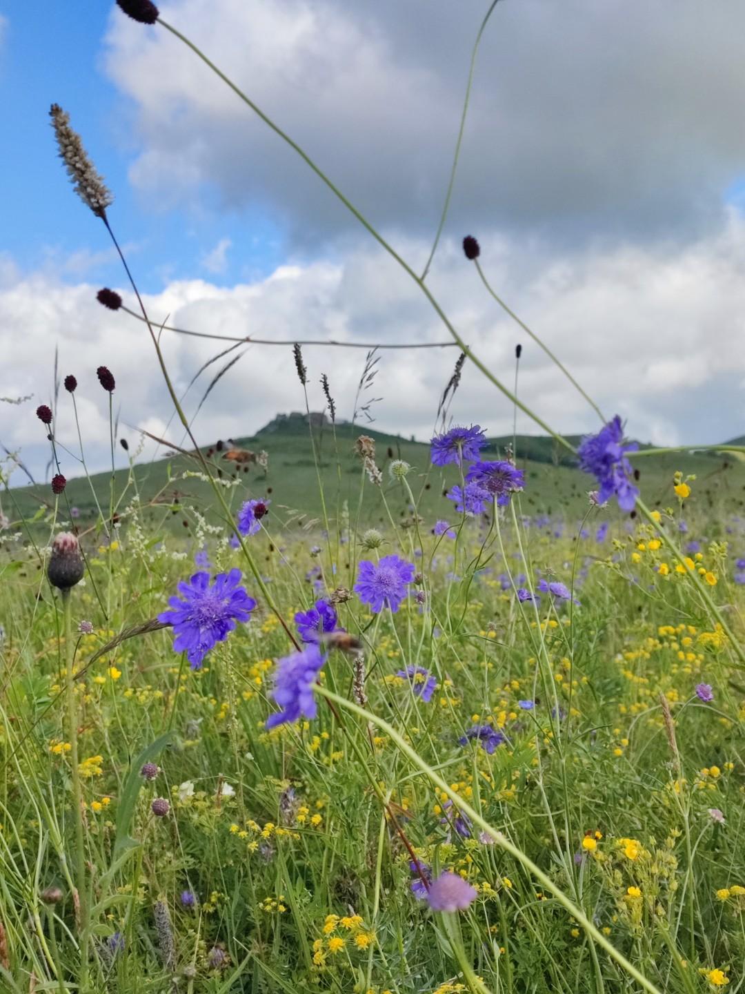 建议想出去旅游的朋友就去大草原，那里就是天然的氧吧！所有的花花草草都是大自然赠予